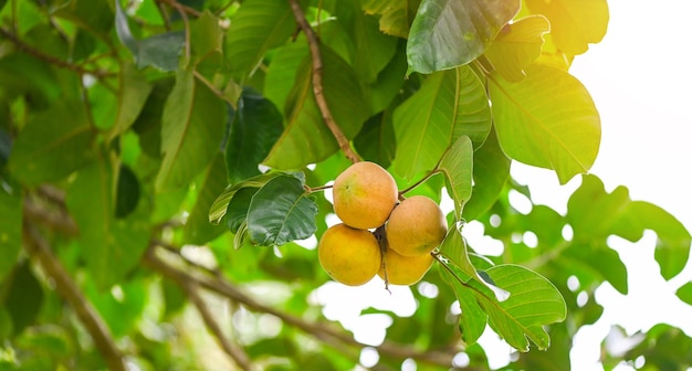 Santol fruit on summer in Thailand ripe santol on the santol tree tropical fruit