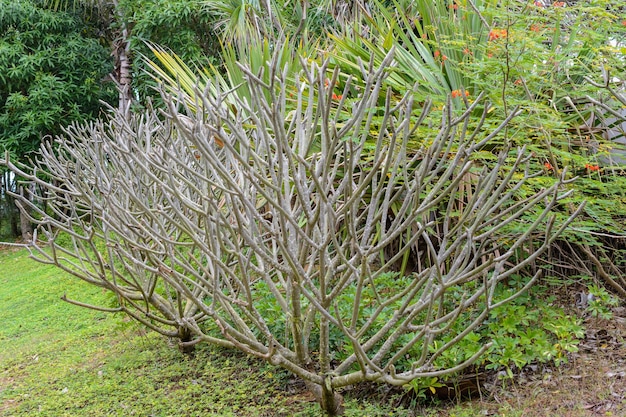 Sanya, Hainan, China - February 19, 2020: Unusual tropical tree on the street of Sanya.