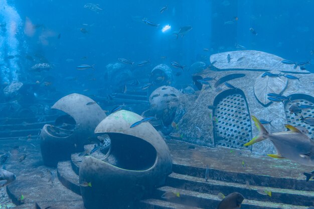 Sanya, Hainan, China - February 20, 2020: A wide variety of fishes (more than 500 species fishes, sharks, corals and shellfish) in a huge aquarium on island Hainan.