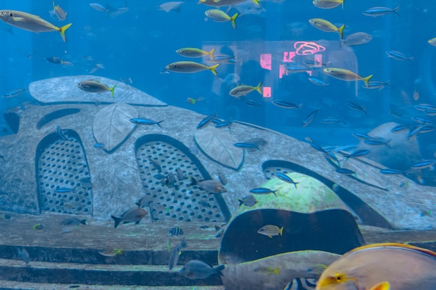 Sanya, Hainan, China - January 19, 2020: A wide variety of fishes (more than 500 species fishes, sharks, corals and shellfish) in a huge aquarium in Hotel Atlantis on island Hainan. Sanya, China.