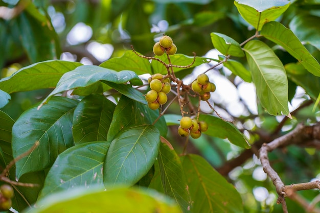 Sapindus rarak is a species of soapberry It is a deciduous tree on a sunny day on the island of Zanzibar Tanzania Africa