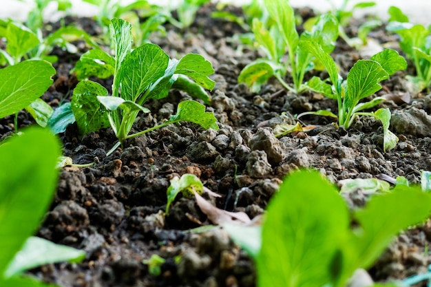 Sapling fresh kale on soil in organic vegetable garden.