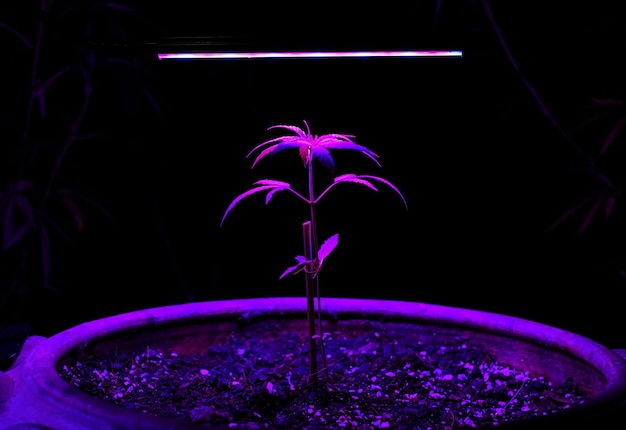 Sapling Marijuana growing in a plant pot with LED grow light