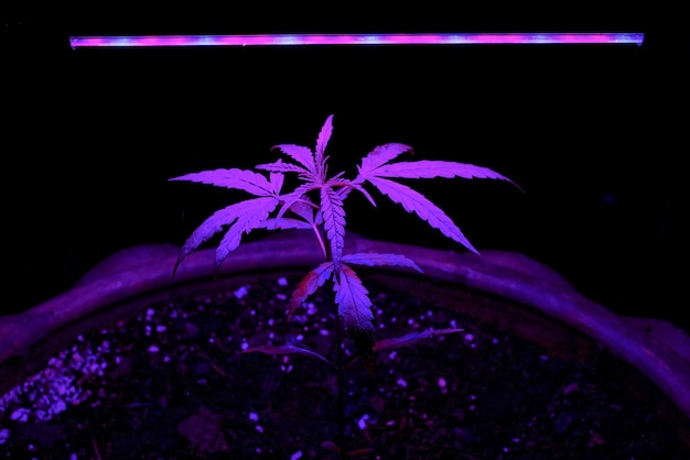 Sapling Marijuana growing in a plant pot with LED grow light