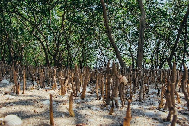 Sapling of mongrove tree growing on mud area in tropical sea.