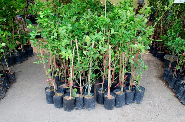 Photo sapling plant in plastic container at the nursery foe sale