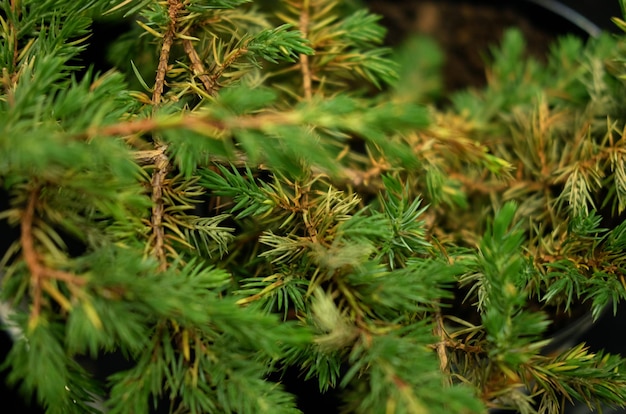 Saplings of pine spruce fir sequoia and other coniferous trees in pots in plant nursery