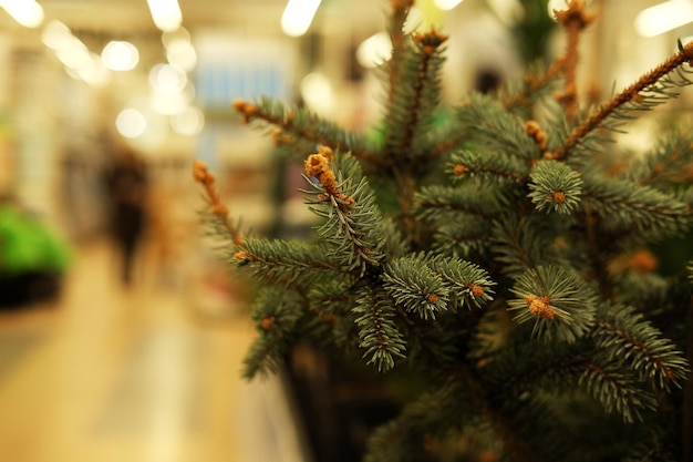 Saplings of pine spruce fir sequoia and other coniferous trees in pots in plant nursery