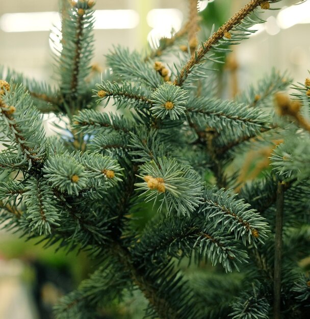 Saplings of pine spruce fir sequoia and other coniferous trees in pots in plant nursery