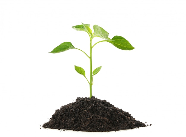 Saplings seedlings in black soil isolated on white background