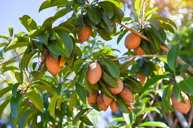 Sapodilla fruit on the sapodilla tree plant on summer sapodilla plum in the garden fruit in thailand