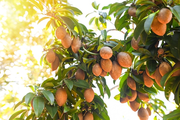 Sapodilla fruit on the sapodilla tree plant on summer sapodilla plum in the garden fruit in thailand