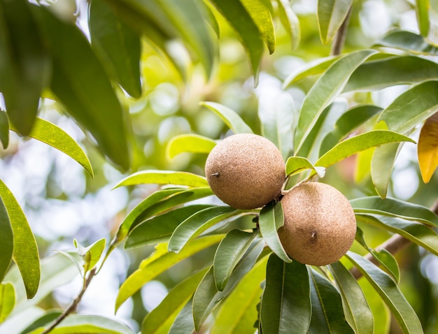 Sapodilla fruit on the tree in the garden