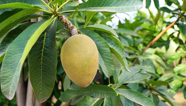 Sapodilla tree with young fruit and green leaves Sapodilla fruit garden