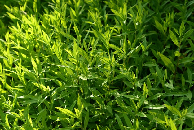 saponaria officinalis leaves top view green natural background in eco style fresh spring grass