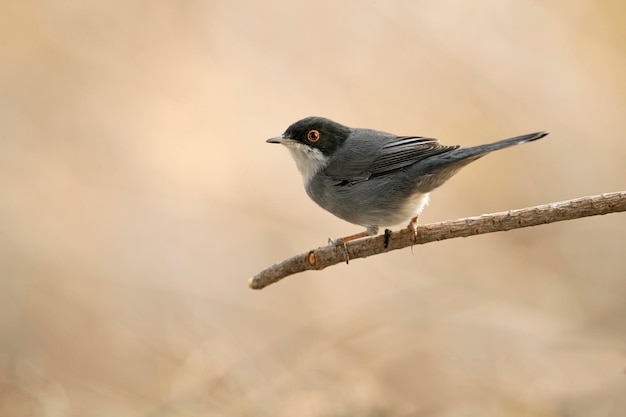 Sardinian warbler male on a branch in a Mediterranean forest with the last light of the day