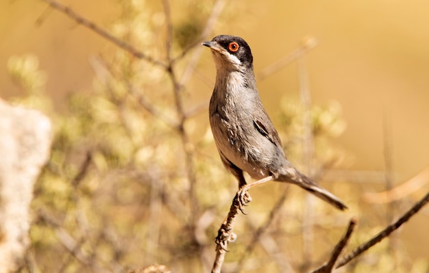 Sardinian warbler male with rutting plumage at first light of day on his breeding territory