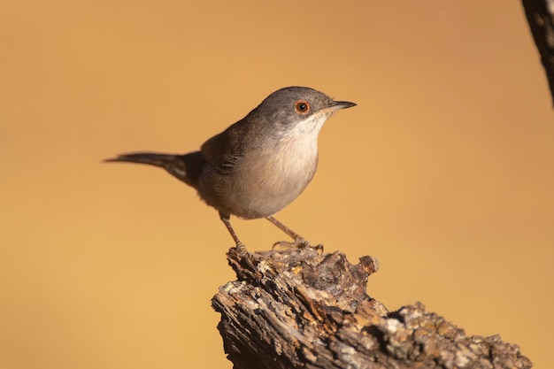 Sardinian warbler Sylvia melanocephala Malaga Spain