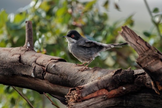 Sardinian warbler (Sylvia melanocephala).