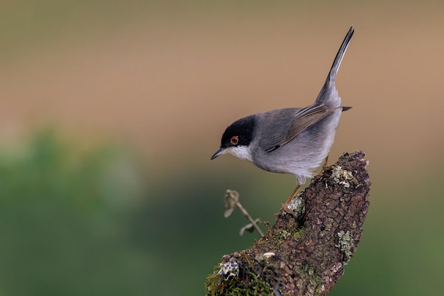 Sardinian warbler Sylvia melanocephala