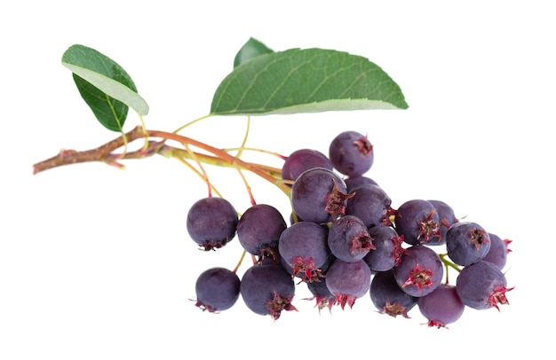 Saskatoon berries isolated on white background Amelanchier shadbush juneberry irga or sugarplum ripe berries