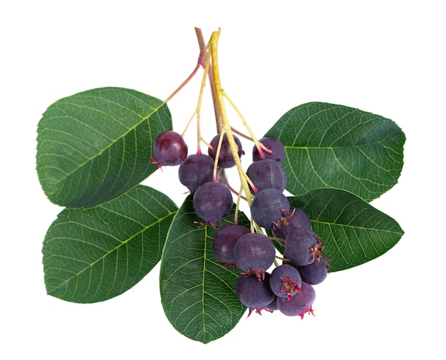 Saskatoon berries isolated on white background amelanchier shadbush juneberry irga or sugarplum ripe