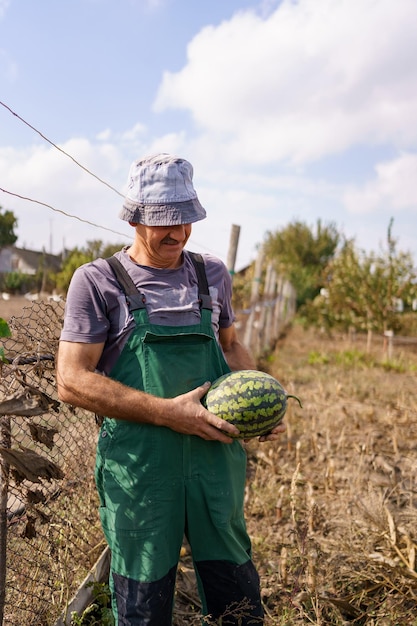 A satisfied farmer holding a grown watermelon Harvesting watermelons in the field