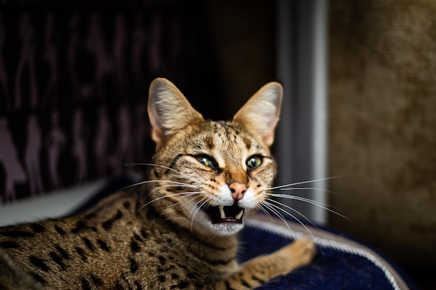 Savannah cat sits on a pedestal pillow against a background of greenery