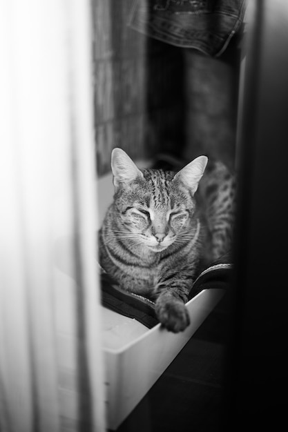 Savannah cat sits on a pedestal pillow against a background of greenery