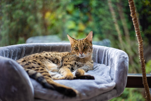 Savannah cat sits on a pedestal pillow against a background of greenery