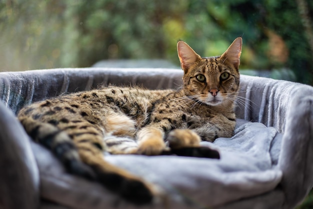 Savannah cat sits on a pedestal pillow against a background of greenery