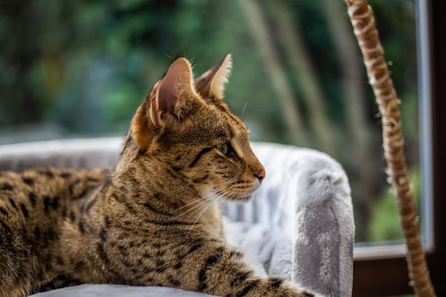 Savannah cat sits on a pedestal pillow against a background of greenery