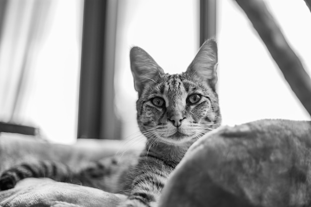 Savannah cat sits on a pedestal pillow against a background of greenery