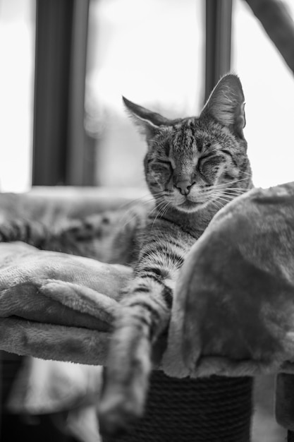 Savannah cat sits on a pedestal pillow against a background of greenery