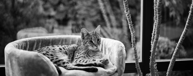 Savannah cat sits on a pedestal pillow against a background of greenery