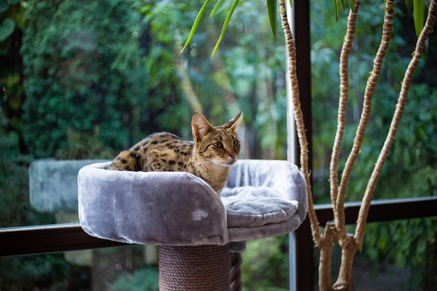 Savannah cat sits on a pedestal pillow against a background of greenery