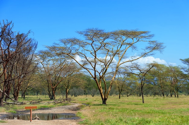 Savannah landscape in the National park of Kenya, Africa