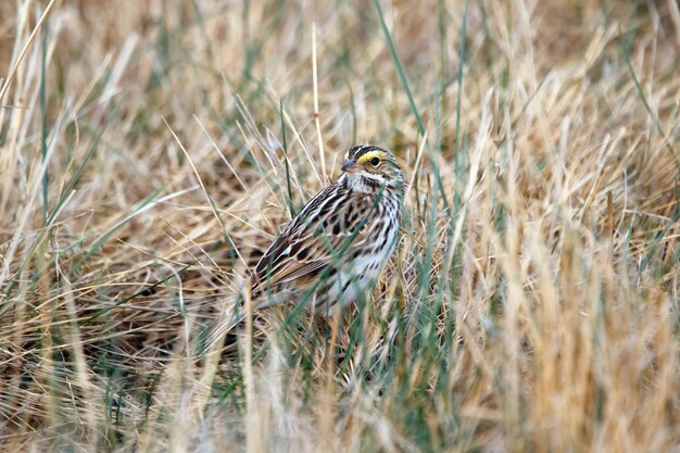 Photo savannah sparrow is standing in dry yellow grass in the field