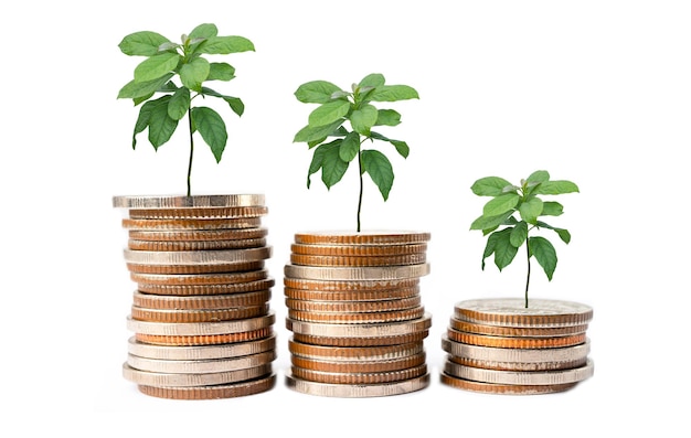 Save money tree growing on coins in plastic bottle Business finance investment concept