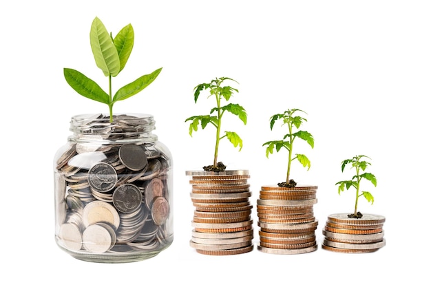 Save money tree growing on stack coins, Business finance investment business concept.