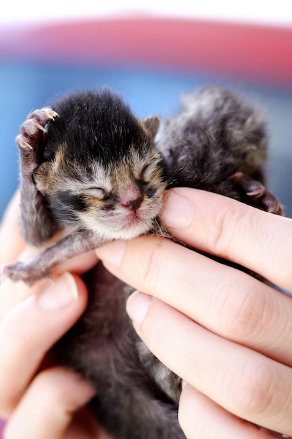 Photo saved stray newborn kitten at the park