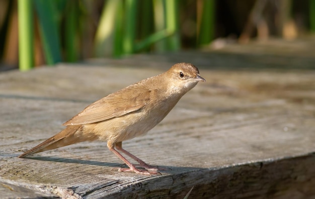 Savi39s warbler Locustella luscinioides A bird sits on a wooden bridge on the riverbank