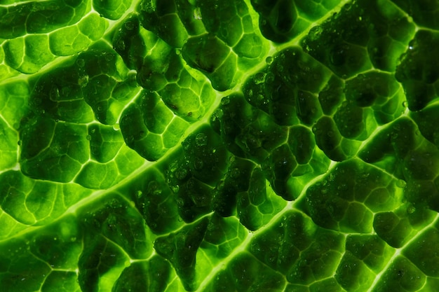 Savoy cabbage leaf