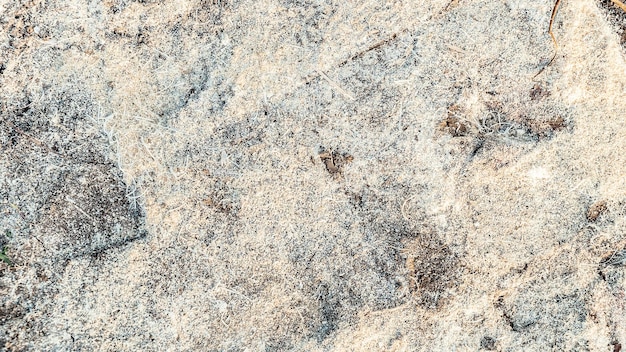 Saw dust and shavings on ground in carpentry workshop