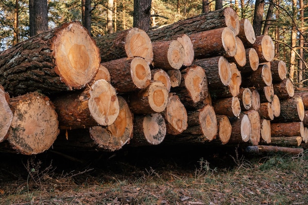 Sawed pine trees, stacked in stacks against background of forest, logging for production