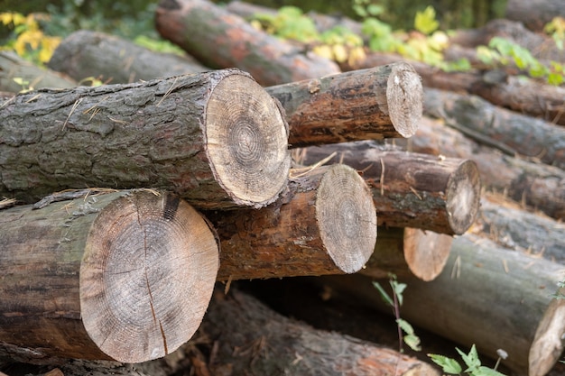 Sawed trunks of pine trees close-up.