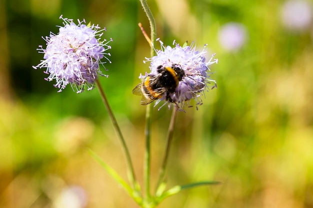 Scabiosa pink flower with bumblebee feeding and blurred plants with flowers in the background