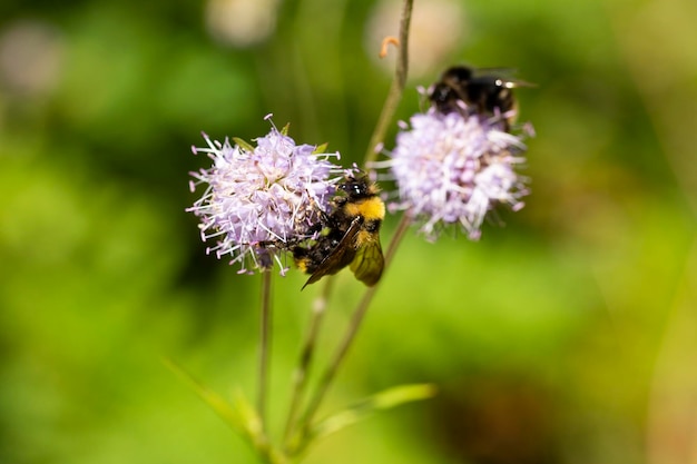 Scabiosa pink flower with bumblebee feeding and blurred plants with flowers in the background