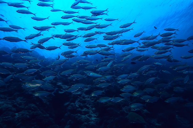 scad jamb under water / sea ecosystem, large school of fish on a blue background, abstract fish alive