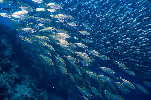 scad jamb under water / sea ecosystem, large school of fish on a blue background, abstract fish alive